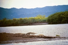 C. acutus, Tarcoles, high-walk