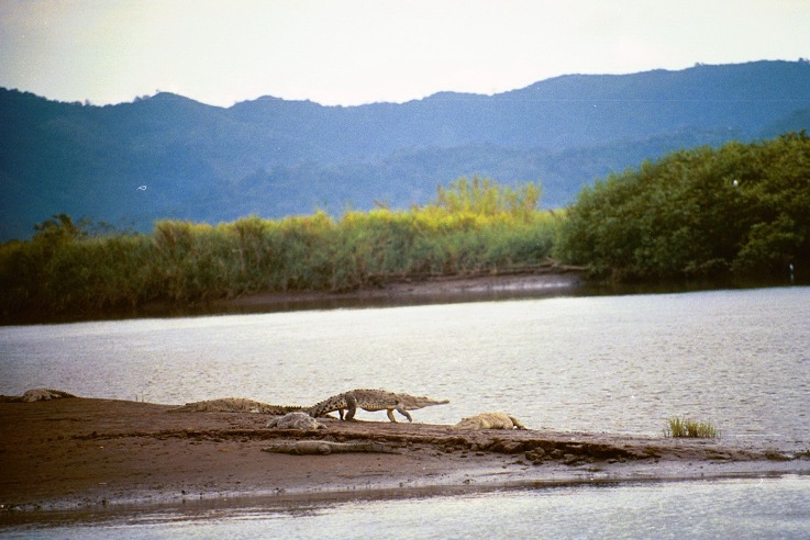 C. acutus, Tarcoles, high-walk