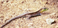 ameiva