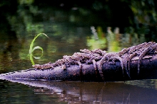 hatchling American crocodiles
