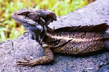 basilisk
