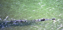adult american crocodile