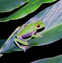Red Eyed Tree Frog
