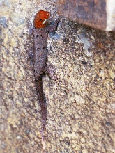 ganatodes