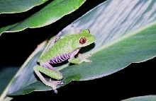 red eye tree frog