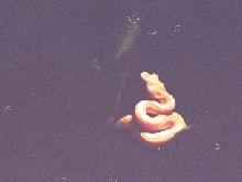 B. schlegelii