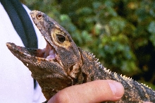 black spiny iguana