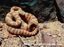 Tiger Rattlesnake