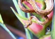 Amazon Tree Boa