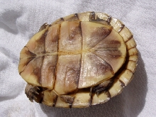 Turt