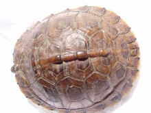 Turt2