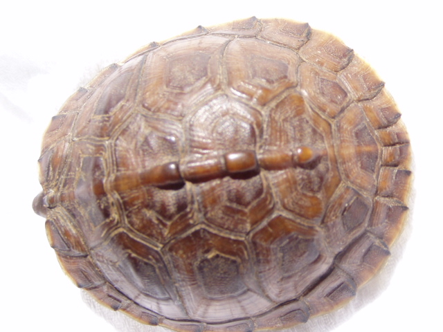 Turt2