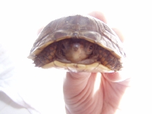 Turt3