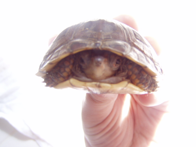 Turt3