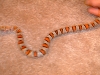 greeri 2