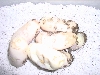 MBS eggs