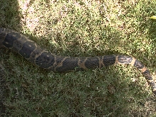 Tail shot 1