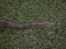 Head and neck shot from above