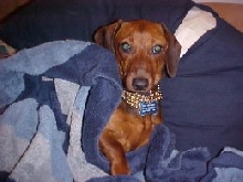 My little Hot Dog
