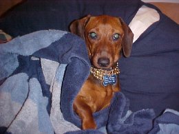 My little Hot Dog