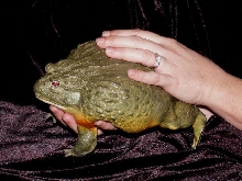African Bullfrog