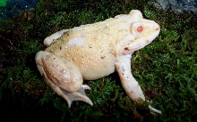 Albino Dwarf African Bullfrog