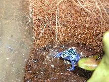 F. Azureus