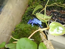 M. Azureus
