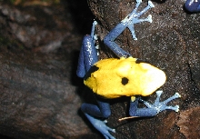 M. Citronella