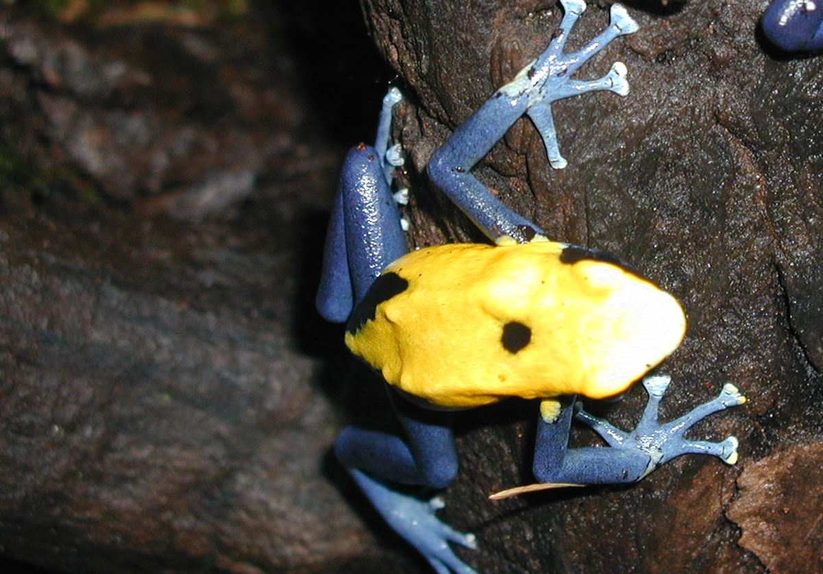 M. Citronella