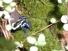 Cobalt