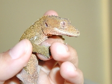 Male Crested