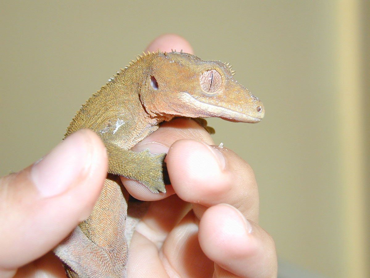 Male Crested