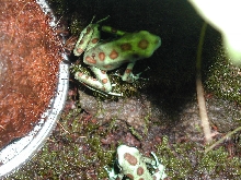 Giant Auratus