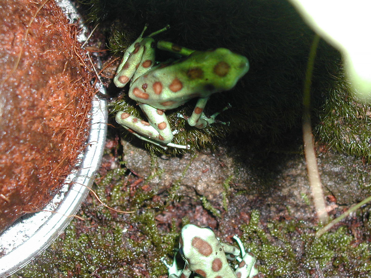 Giant Auratus