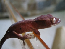 RedCrested