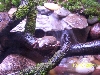 White's in Vivarium