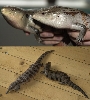 Bluetongues