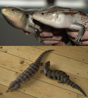 Bluetongues