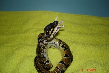 Snakey finnishing her food.