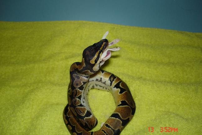 Snakey finnishing her food.