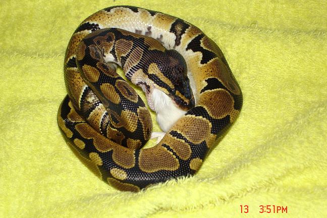 Snakey chowing down.