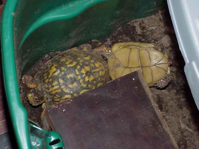 Chikita&Balita