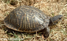 Male Florida
