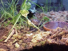 Hatchling Enclosure 1