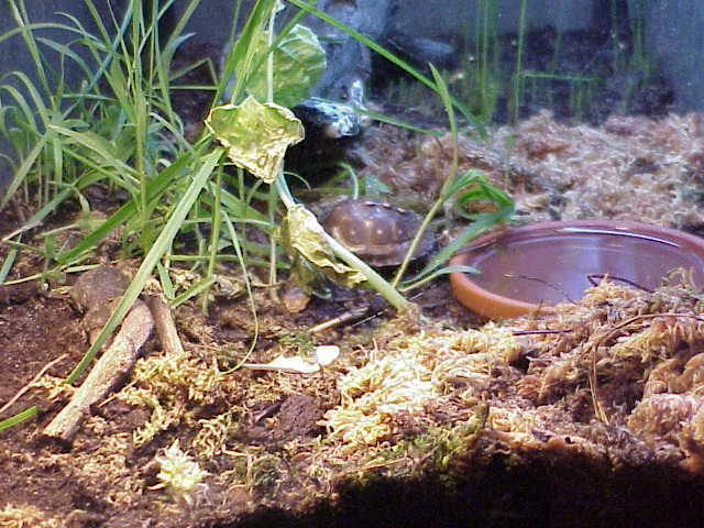 Hatchling Enclosure 1