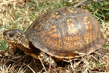 Lakita