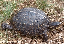 Female Florida