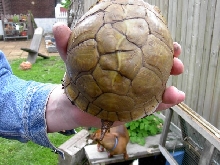 zelvas shell