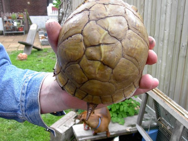 zelvas shell